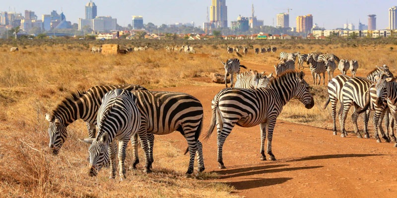 zebra nairobi national park