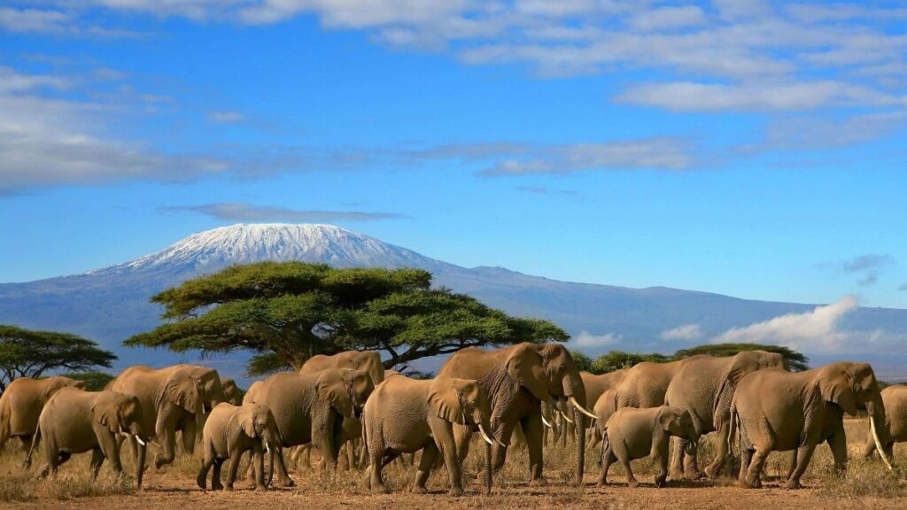 amboseli mt kilimanjaro