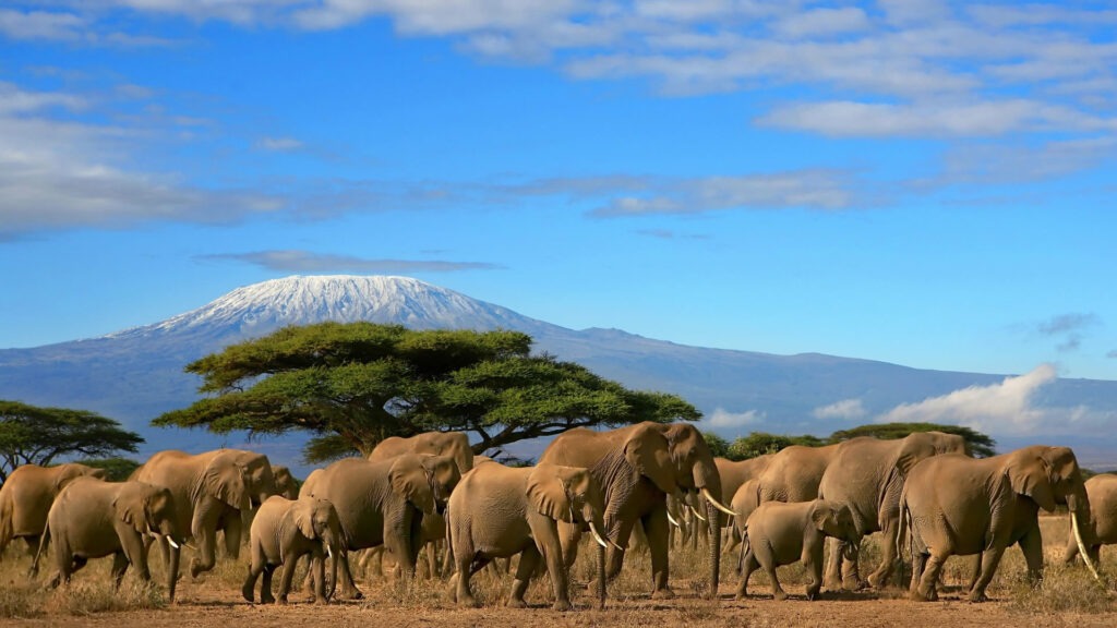 amboseli elephants