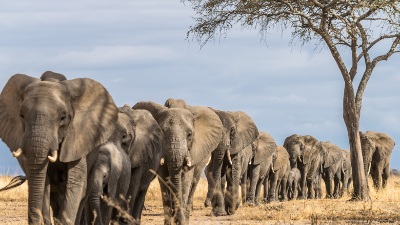 FAMILY SAFARI