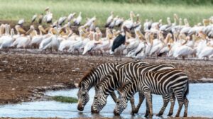 LakeManyaraNationalPark zebra