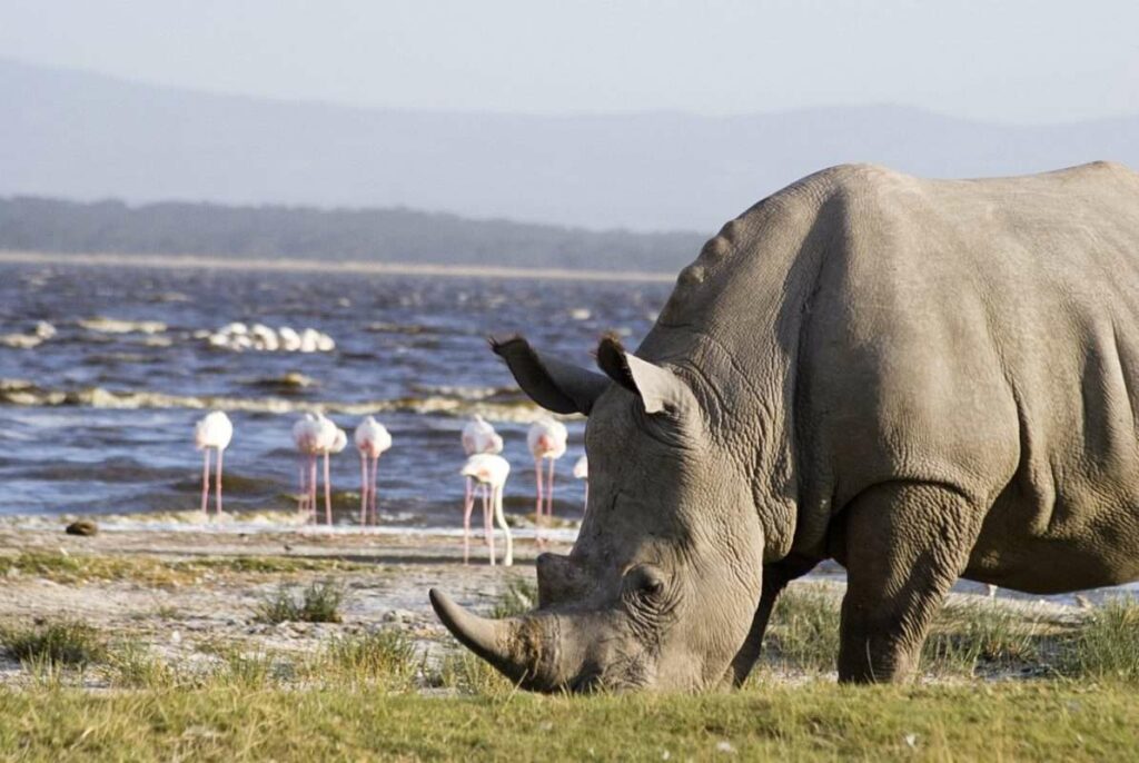 nakuru park