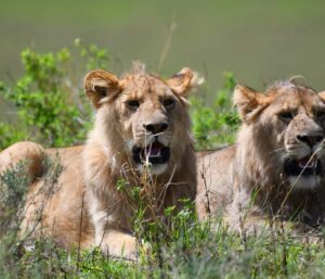 Ngorongoro-Crater-Safari