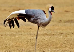 Serengeti-National-Park-crown-bird