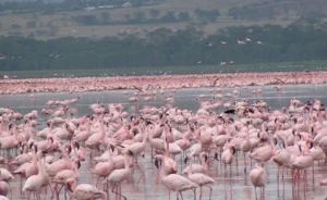 naivasha flamingo