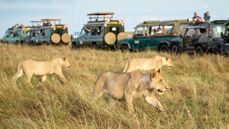 maasai mara