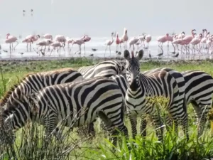 Ngorongoro-Crater-Safari zebra