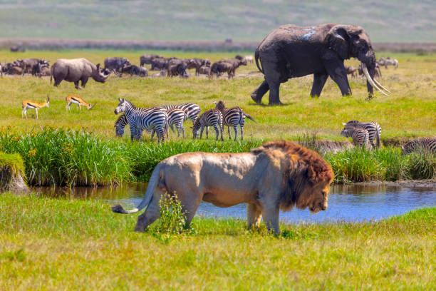 serengeti-national-park-lions