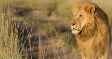 maasai mara lion