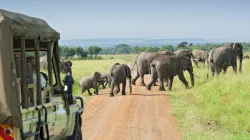 family safari