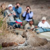 safari-guide-leopard